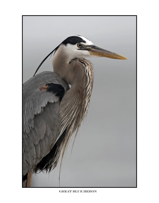 1709 great blue heron portrait.jpg